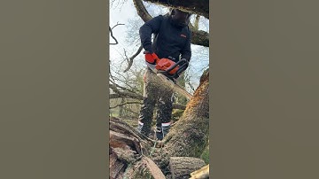 New 2024 @Stihl Chainsaws! First time cutting in the Woods. A Powerful Homeowner Saw - MS212C 🪵🌳🪚