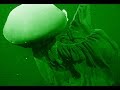 Stygiomedusa Gigantea - Deepsea Oddities