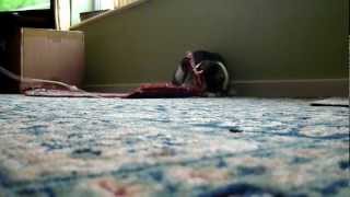 Cat, Pip Playing With Rug & String