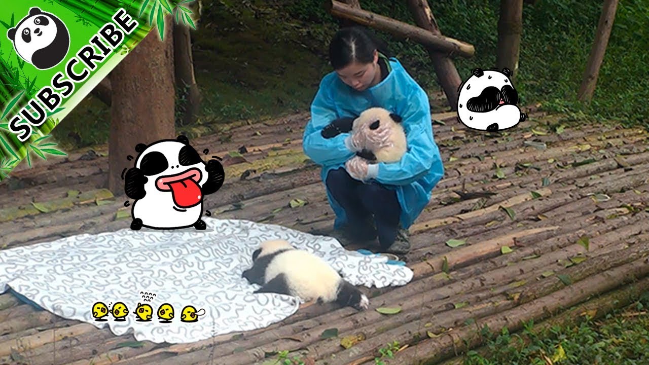 Panda Cub Sneezing! How Cute Is That! iPanda YouTube