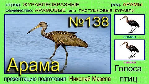 Арама. Пастушковый журавль. Голоса птиц