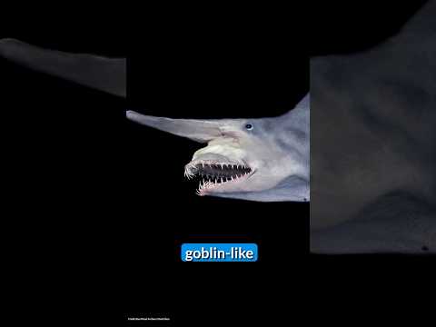 Deep Sea Creatures: Goblin Shark