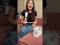 Cat Videos Shorts | Cat Sonya | Sonyakisa8 TT #cat #pets #catlover #funnycats #catmodel #catselfie