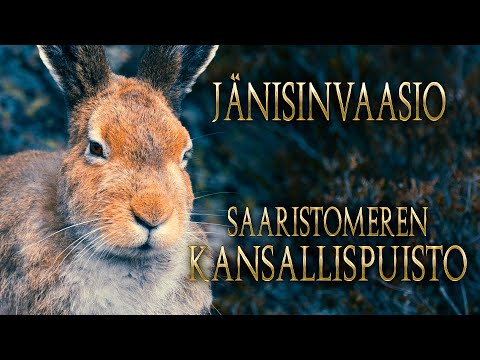 Jänis Invaasio | Luontokuvausta Jurmossa | Saaristomeren Kansallispuisto