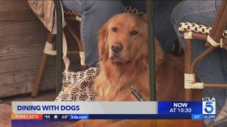 FDA gives outdoor doggy diners the go ahead