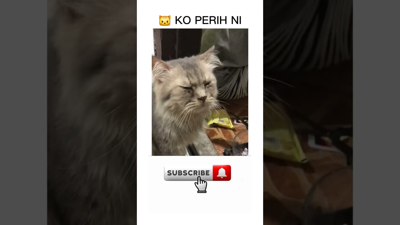 PERIH GUYS #animals #shortvideo #funny #kucinglucu #catshorts #catvideos #catlovers #catmeme