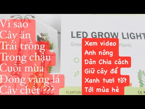 Video Chia sẻ vì Sao trồng cây ăn trái trong chậu tới cuối... - youtube