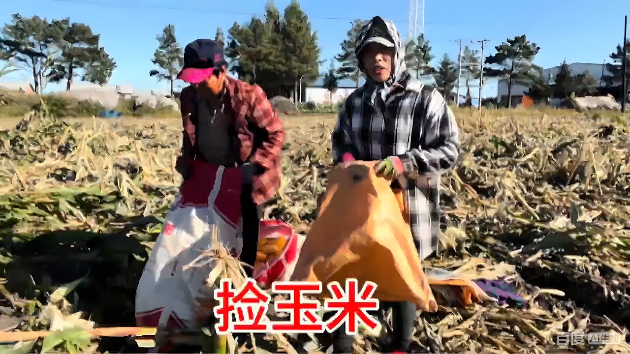 地里的黏玉米收完了落不少，娘俩又去捡，半天功夫捡四袋喂鹅挺好 