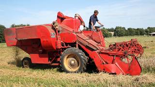 Vintage wheat harvest with 1967 Massey Ferguson 788 combine