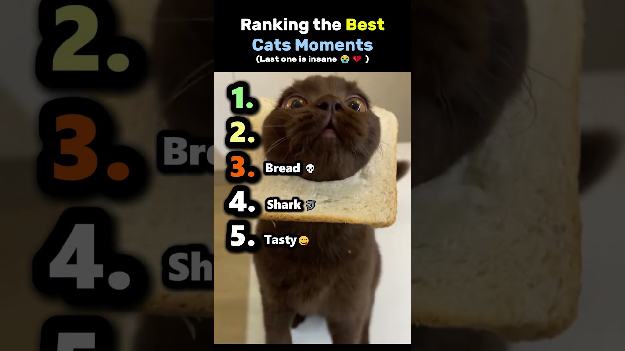 Ranking the best cat moments 😻😭 