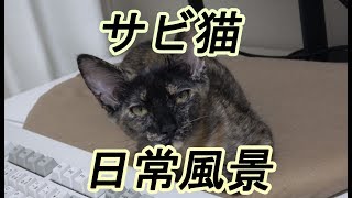 サビ猫の子猫が眠ったり甘えたりする普段の様子を定点撮影してみた【4K】