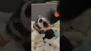 Cutest Little Super Hero