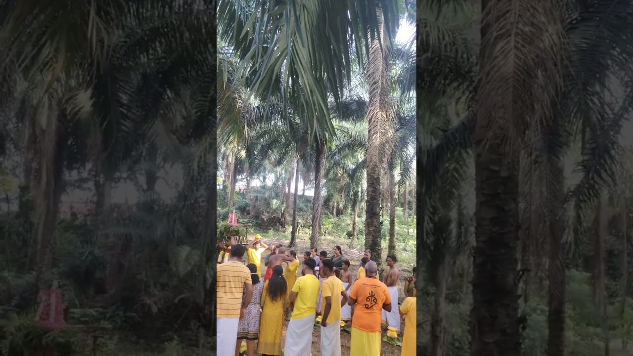 Sri Maha Mariamman Selandar melaka on 1stJan2026 #thiruvizha #shorts #youtubeshorts #shotsvideo 