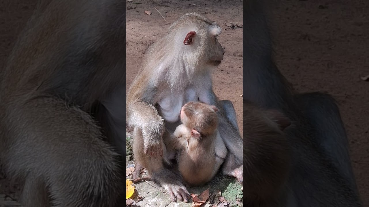 General Monkey & Animal Hashtags