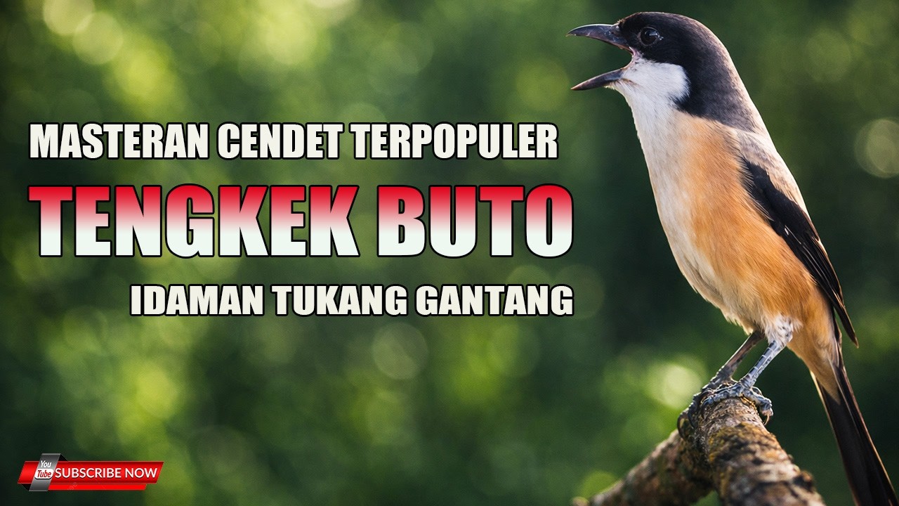 MASTERAN CENDET TERPOPULER TENGKEK BUTO IDAMAN PEMAIN GANTANGAN