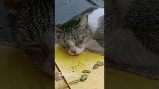Sleeping Cat,,,Zzz