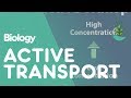 Active Transport Mechanisms in Cells