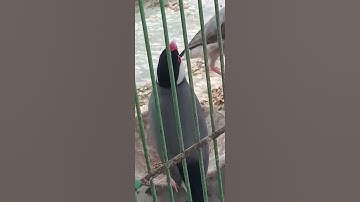 Beautiful grey Java |Birds Fusion #Shorts