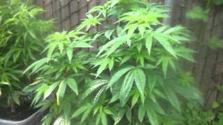 And the plant of the week is?