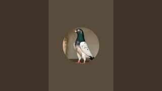 Muhammad Asif is live!