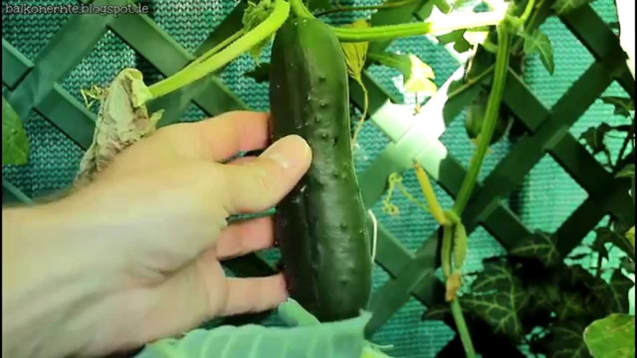 Wie Ich Die Erste Gurke Im August Vom Balkon Ernte Youtube