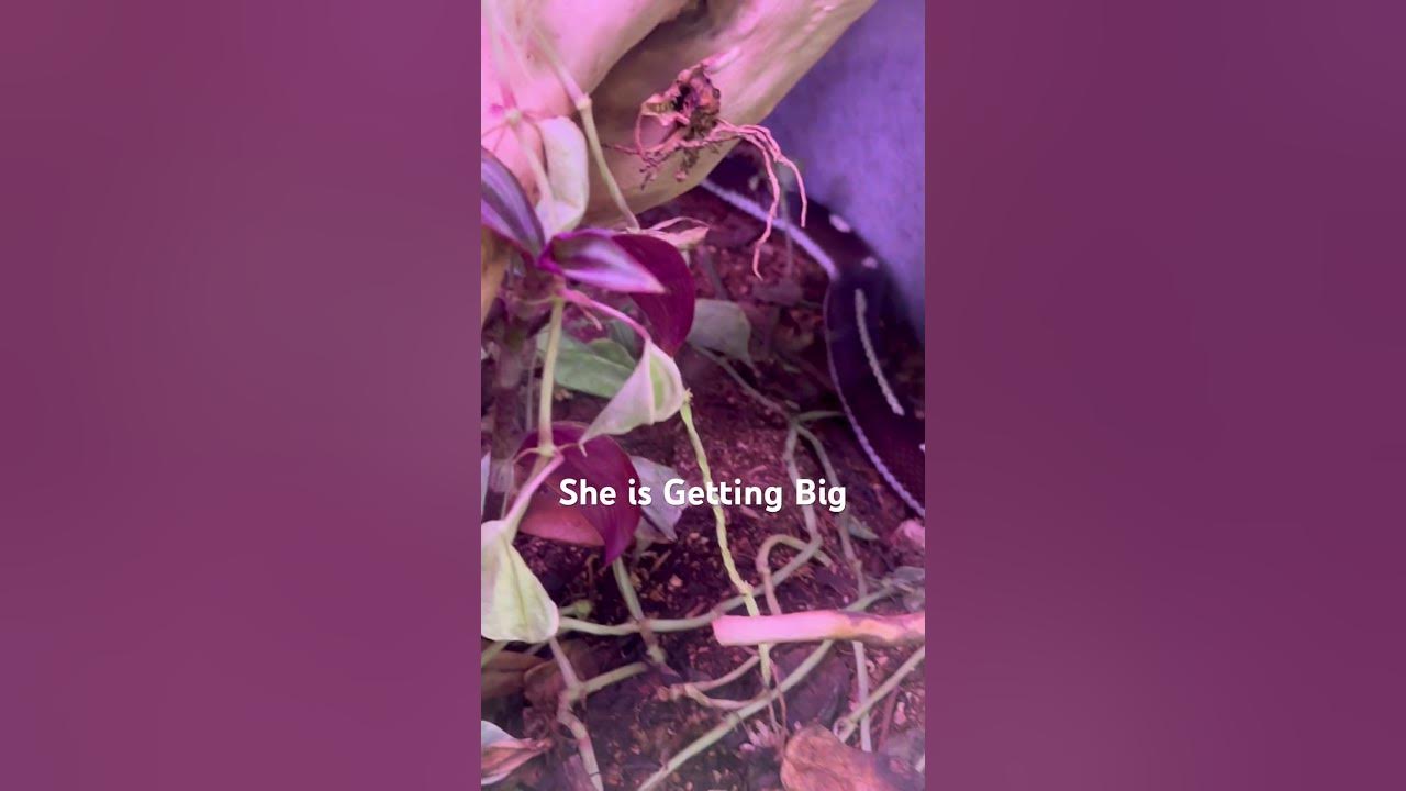 my-california-king-snake-is-growing-up-fast-youtube