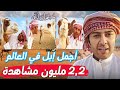اجمل ابل ممكن تشوفها بحياتك ام سنامين و ام عيون زرق سناب طارق المحياس