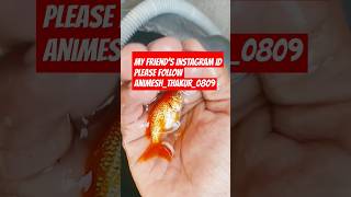 Gold fish diet ?? comedy funny dance love bhojpuri fact aquariumfishfish greatwhite