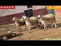 سلسلة جديدة وموضوع ولد العام سنان الحليب وتني ورباعي التسمين السريع ومعرض مكناس فرجة ممتعة 