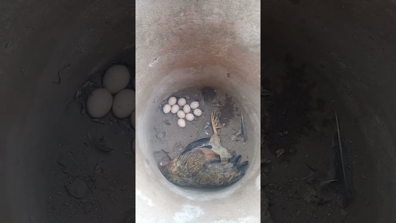 encontrei a galinha morta