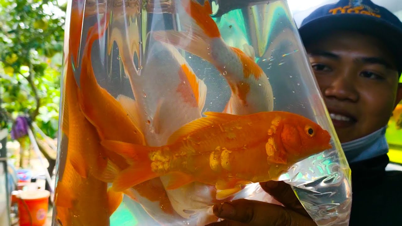 How To Raise Aquarium Fish Simple and fast HD Workers YouTube