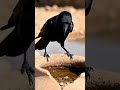 Smart Crow Idea 💡 | Piyasa Kauwa Story #aishorts #trending #shorts