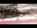 【アカハライモリ】No.289。ちびペア水槽。(Cynops pyrrhogaster)