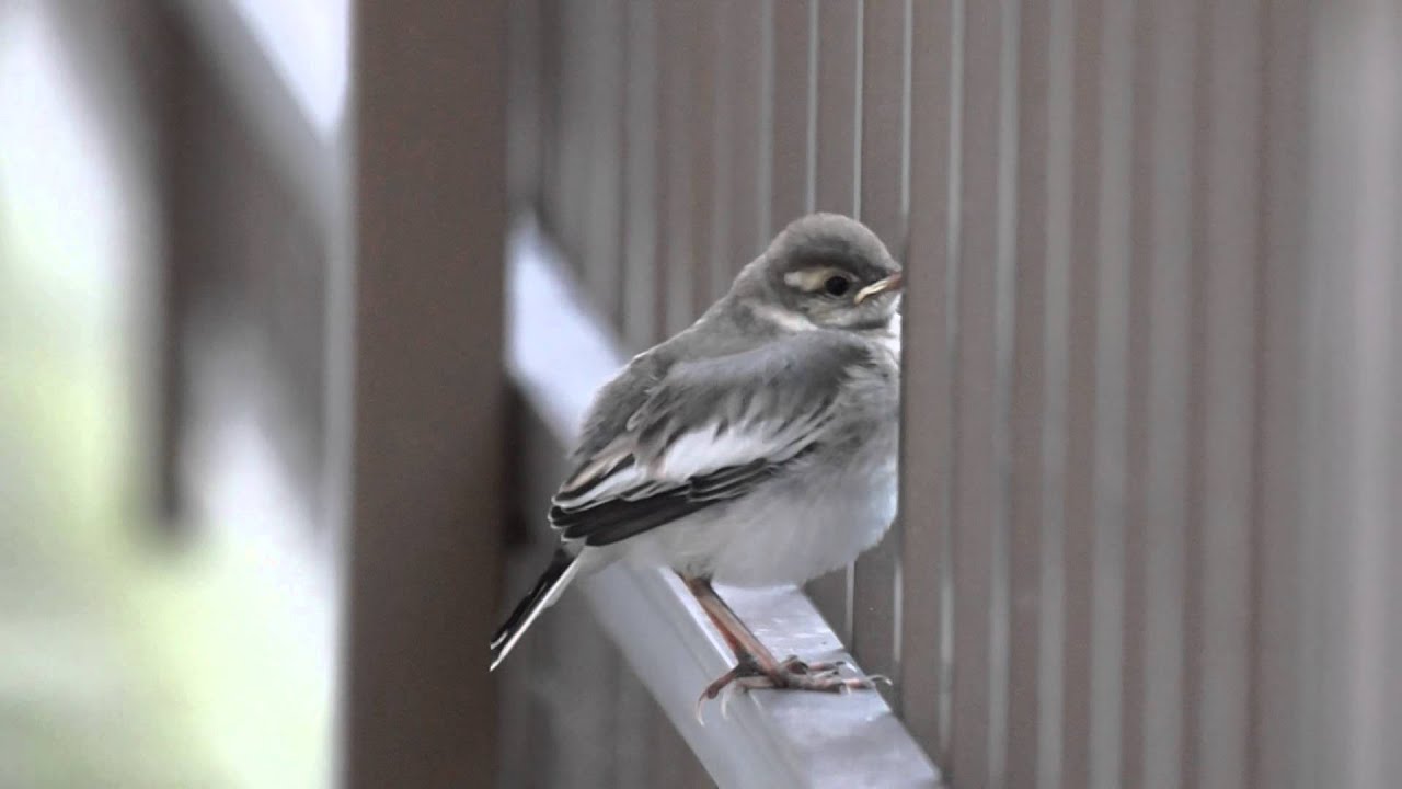 ハクセキレイ 鳴き声 セキレイとは 鳥の鳴き声の種類や飼う場合の育て方について解説