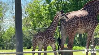 A Big Milestone for Imara 🦒💛