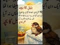 Bulbul Ka Baccha Poem for Kids | Urdu Nursery Rhyme | Preschool Learning Poem # kids poems# shorts