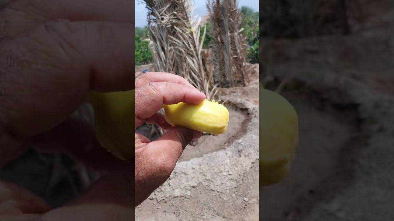 طريقتي في غسل اشجار التين بالماء