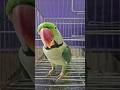 #parrot #talkingparot #birds #nonstoptalkingparrot #funnyshorts #shorts ##viral #viralvideo #shorts