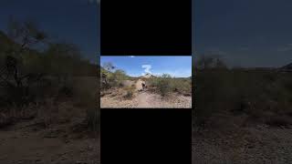 POV: My Drone Lost a Fight With a Palo Verde Tree 🌵🚁