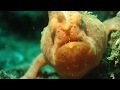 Facts the frogfish
