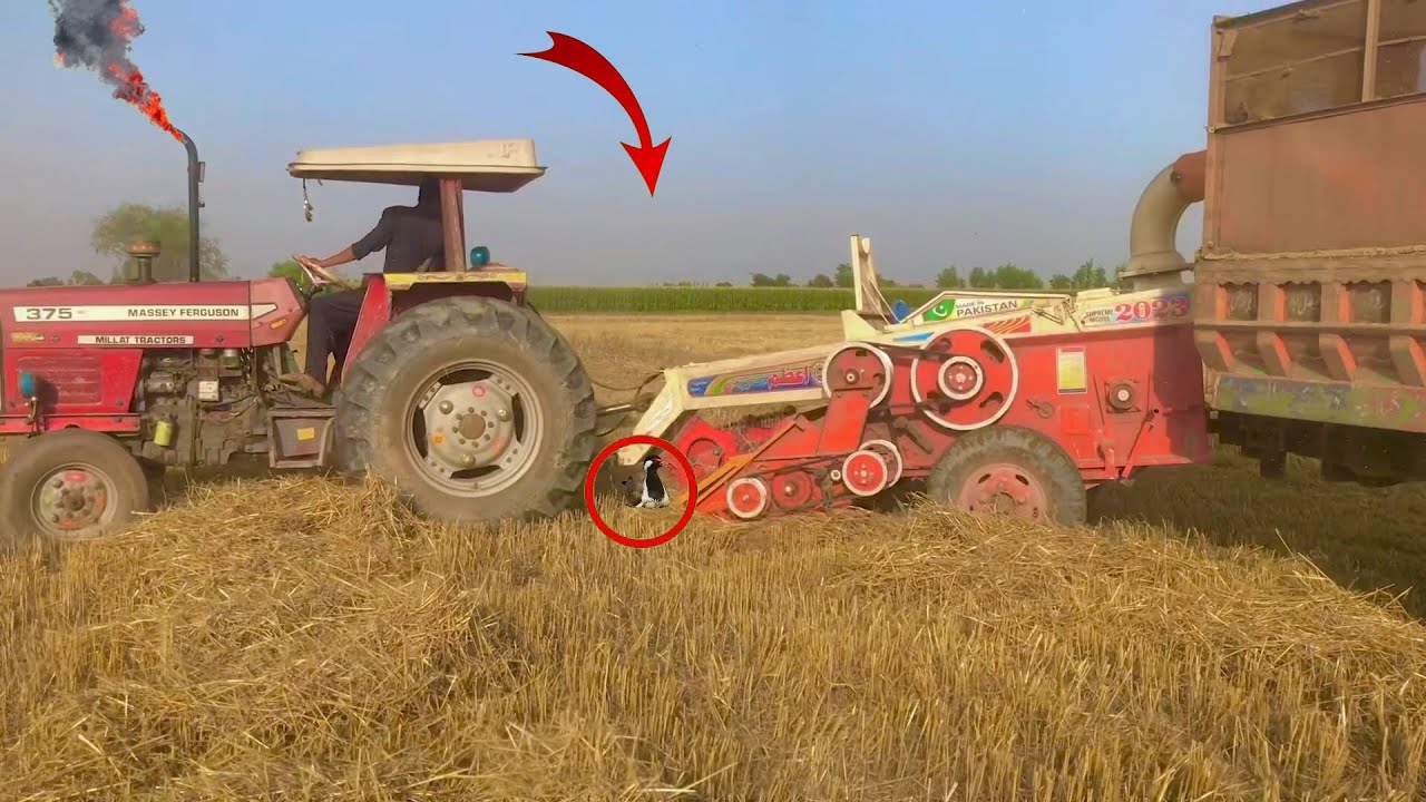 🚜 🚜 Wheat Straw Chopper Blower Machine with Massey Ferguson Straw