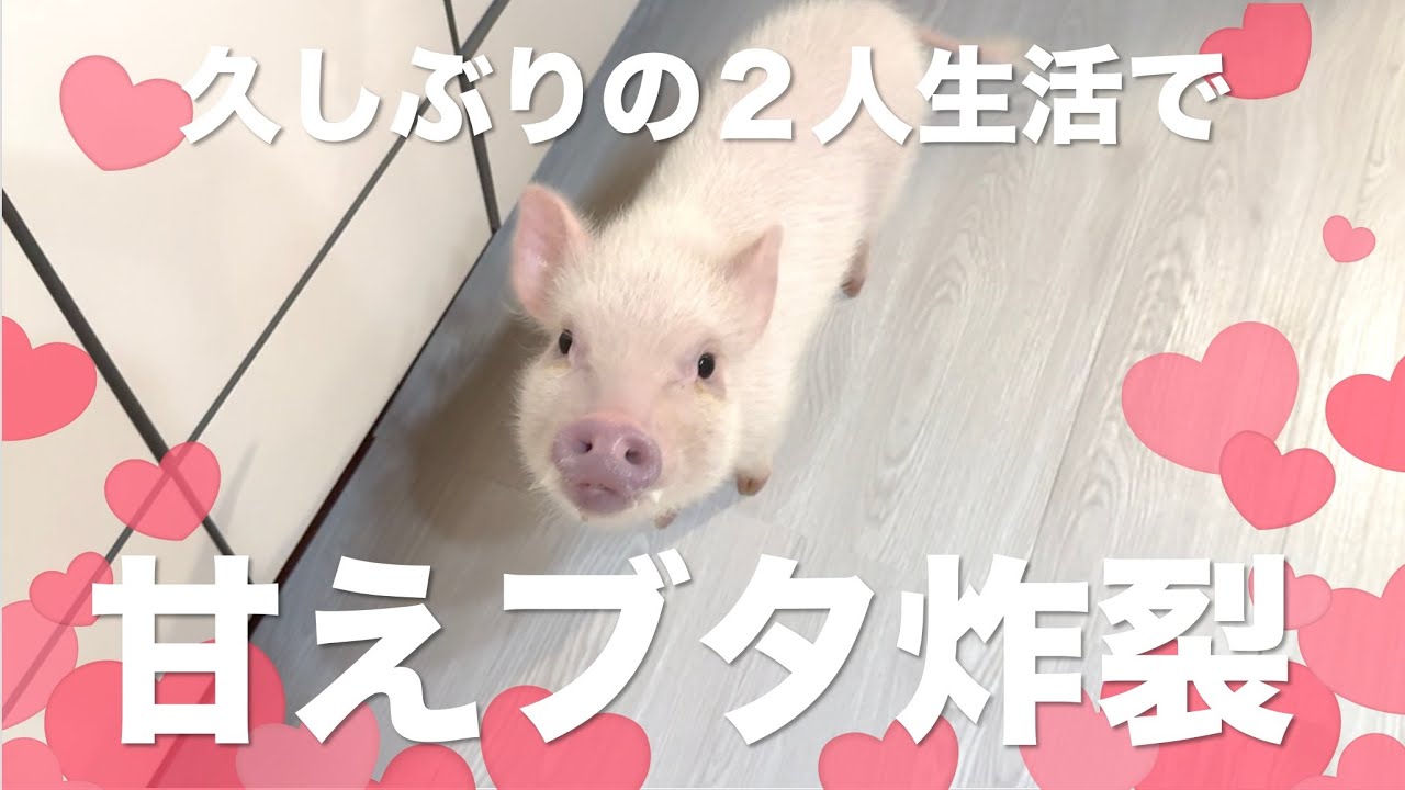 【Daily Vlog】久々の2人きりで甘えてくるマイクロブタが愛おしすぎる、、、、😭💗