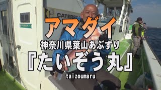 たいぞう丸・神奈川県葉山あぶずり港・アマダイ【釣りビジョン マガジン】