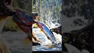 Eagle Attacks Bear That Bites Fish