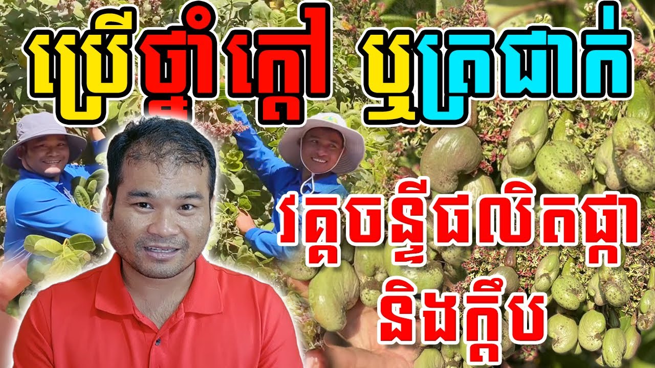 របៀបប្រើថ្នាំក្តៅ ឬត្រជាក់វគ្គចន្ទីផលិតផ្កា និងក្តិប អោយបានត្រឹមត្រូវ និងមានប្រសិទ្ធិភាពខ្ពស់