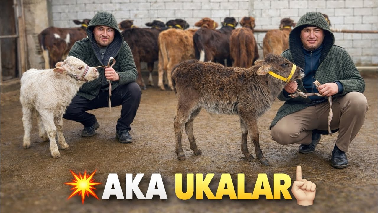 👁️ 20.BOSH BUQALAR VA HUNAJINLARGA 1 DONA BONIS BOLDI AKA UKALARDAN SHOSHLIG 2026_03_10_mart.