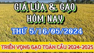 GIÁ LÚA & GẠO HÔM NAY THỨ 5/16/05/2024 | Giải Trí Miền Tây