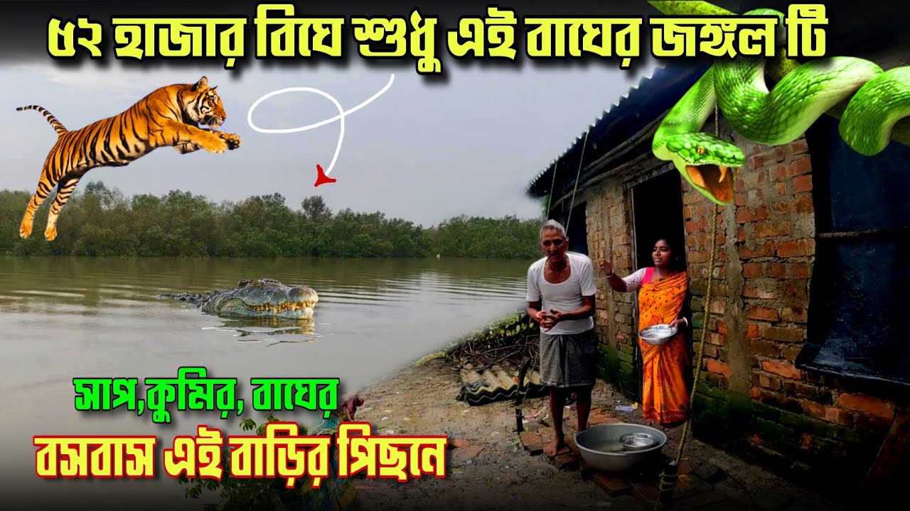 এই বাঘের জঙ্গল টা শুধু ৫২ হাজার বিঘে এতো বড় জঙ্গল😱//tiger attack in sundarban