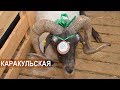 Каракульская порода овец. СПК "Эрдниевский". XIX Всероссийская выставка племенных овец и коз.