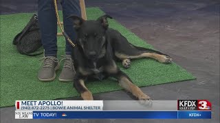 Meet Apollo from the Bowie Animal Shelter